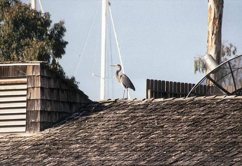 Waterfowl-Great Blue Heron-on a roof-by Ralf Schmode.jpg