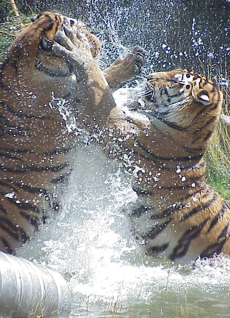 Wetussle-Tigers from Boise Zoo-by Rick Hobson.jpg