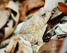 WhiteToad AutumnLeaves-by S Thomas Lewis.jpg