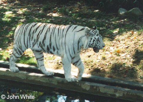 White tiger1-walking on water trail-by John White.jpg
