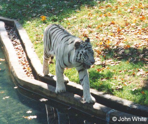 White tiger2-walking on water trail-by John White.jpg