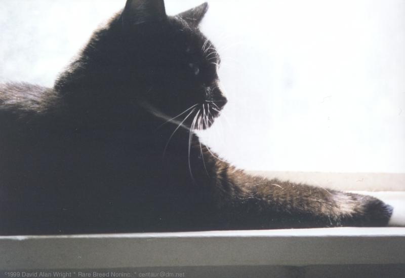 WindowOnyx2-Black House Cat-by Dave Wright.jpg
