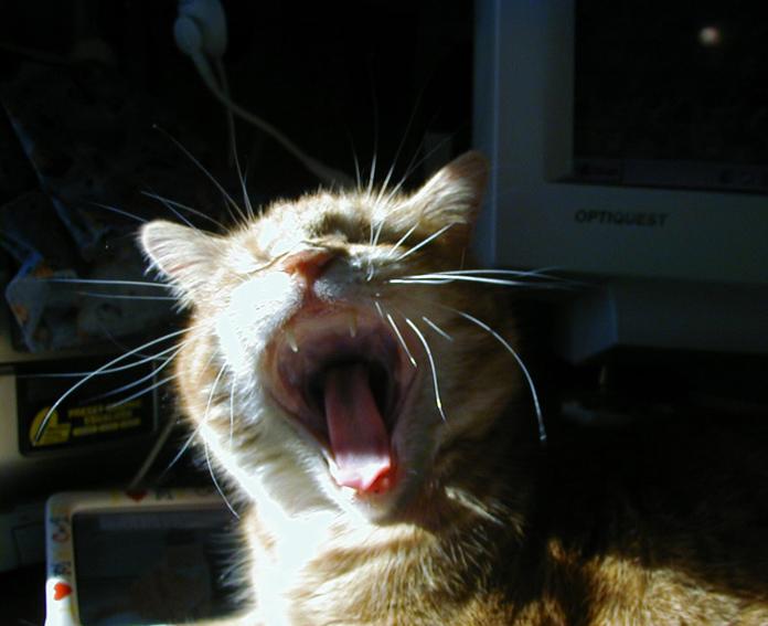 Yawming kitty2-Red House Cat-by Annette.jpg