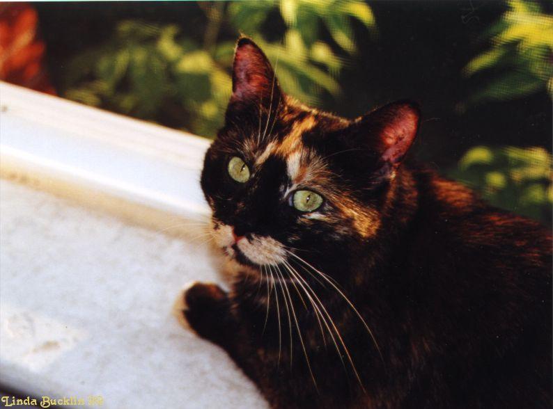 Yaz-99-3-Domestic Cat-closeup-by Linda Bucklin.jpg