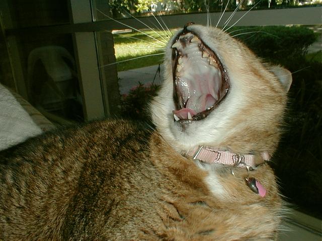 Yin-Yang7-House Cat big yawn-by Sandra M Glantz.jpg