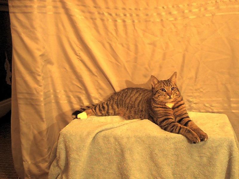 Ziggy22-House Cat-by Mike Sharrard.jpg
