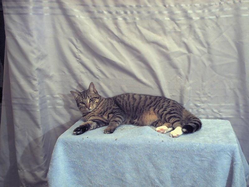 Ziggy34-House Cat-by Mike Sharrard.jpg