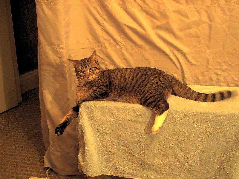 Ziggy45-House Cat-by Mike Sharrard.jpg