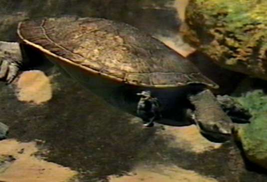 ZooAnimals-Turtle2-by Herman Miller.jpg
