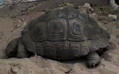 ZooAnimals-Turtle3-by Herman Miller.jpg