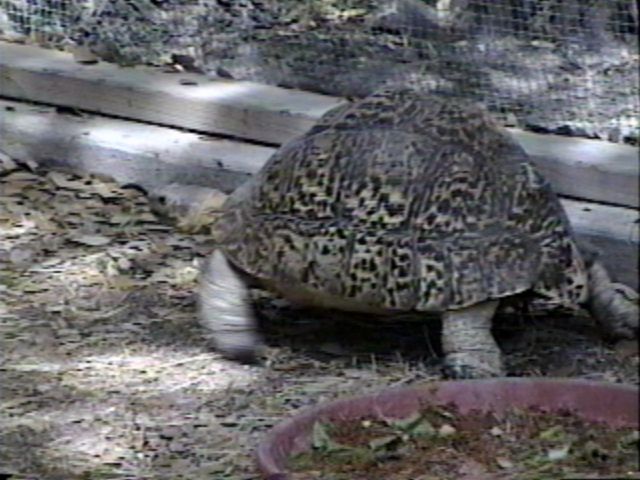 ZooAnimals-Turtle4-by Herman Miller.jpg