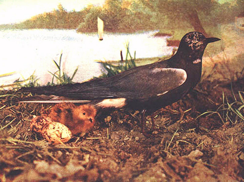 aas50463-Black Tern-mom with chick.jpg