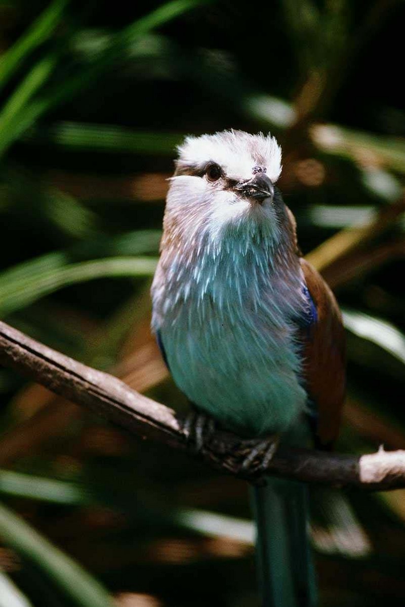 aas50698-Racket-tailed Roller-perching on branch.jpg