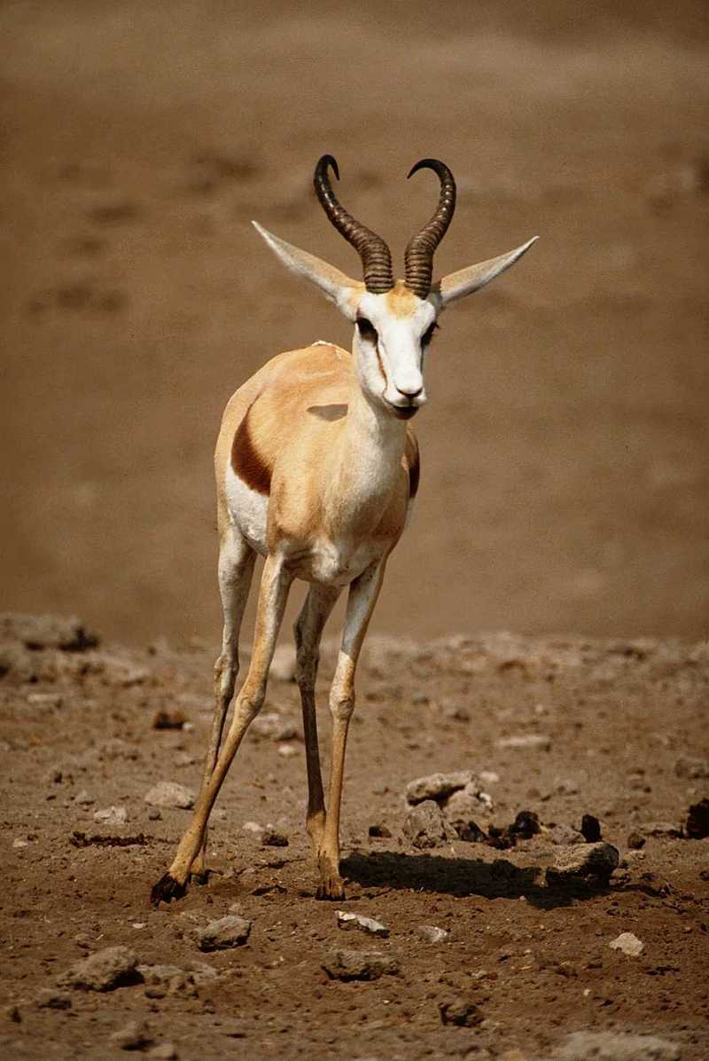 ads50051-Springbok-Antelope-Runs.jpg