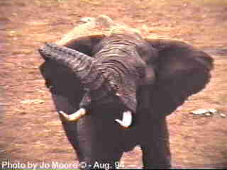 aelephant3-African Elephants-by Vern Moore.jpg