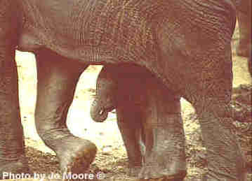 aelephant6-African Elephants-withCalf-by Vern Moore.jpg