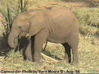 aelephantYoung1-African Elephants-by Vern Moore.jpg