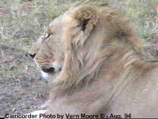 alion4-African Lion-by Vern Moore.jpg