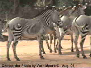 azebra1-Grevy s Zebras-by Vern Moore.jpg