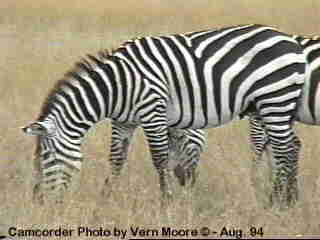 azebra3-Burchell s Zebras-by Vern Moore.jpg