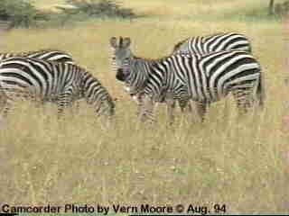 azebra5-Burchell s Zebras-by Vern Moore.jpg
