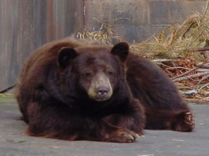 bear0740-Brown Bear-by David C Long.jpg