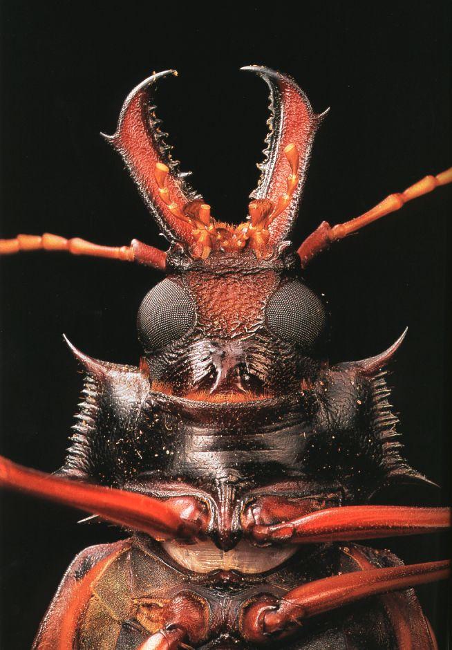 bigbug24-weird beetle s head closeup-by Linda Bucklin.jpg