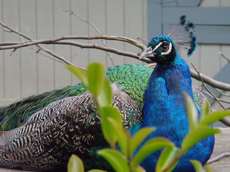 bird0757-Peacock-by David C Long.jpg