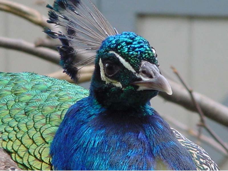 bird0759-Peacock-by David C Long.jpg