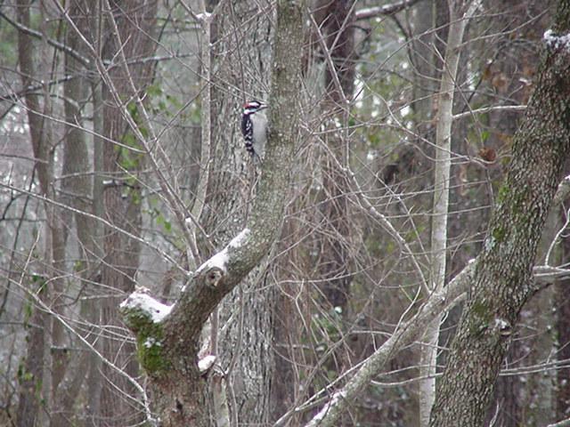 bird16-Downy Woodpecker-by Todd Rowe.jpg