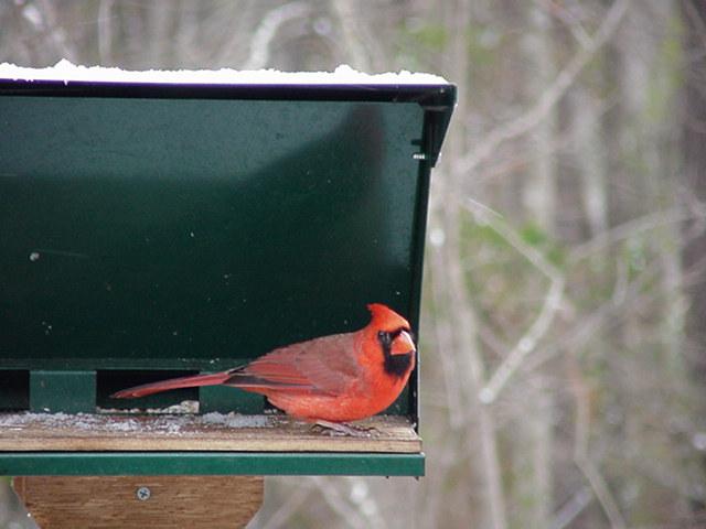 bird18-Male Northern Cardinal-by Todd Rowe.jpg