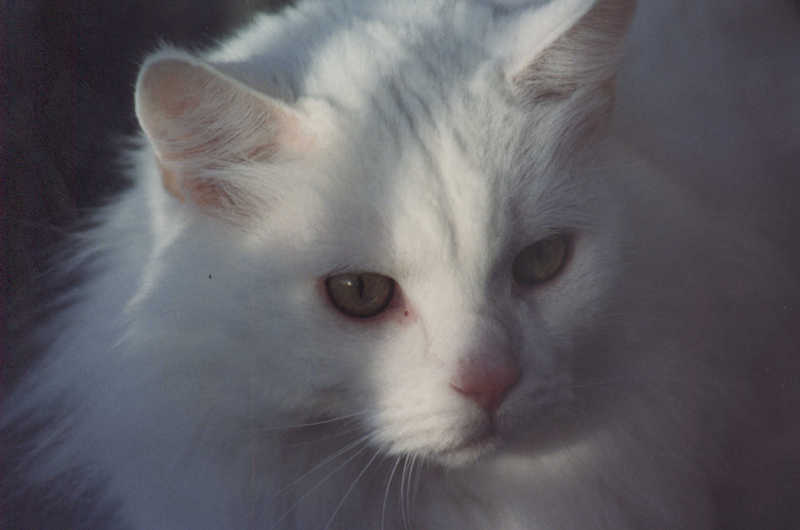 bj the cat-White House Cat-by Mike Sharrard.jpg