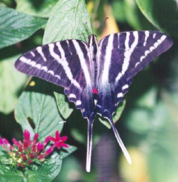 butt11-Long Swallowtail Butterfly-on flower-by John White.jpg