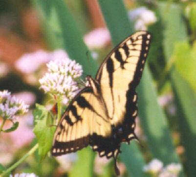 butt3-Tiger Swallowtail Butterfly-sipping nectar-by John White.jpg