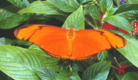 butt4-Heliconian-Julia Butterfly-on leaves-by John White.jpg