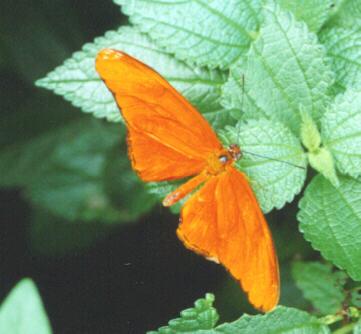 butt6-Heliconian Orange Butterfly-on leaves-by John White.jpg