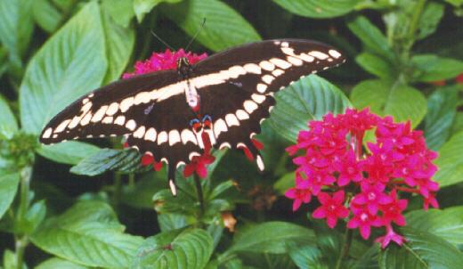 butt8-Giant Swallowtail Butterfly-on red flower-by John White.jpg