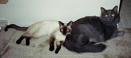 catlove4-Siamese and Maine Coon House Cats-by julietta666.jpg