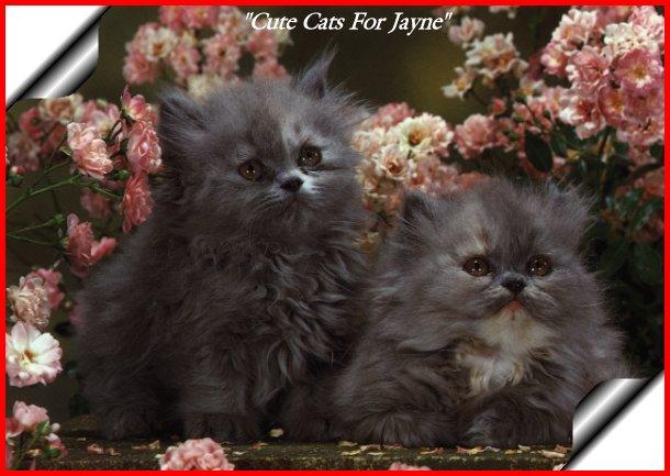 cats00-House Cat Kittens-by Photo-San.jpg