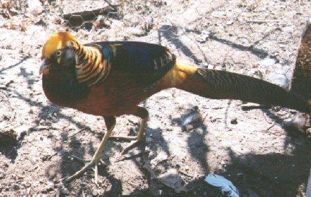 dark-throated golden pheasant-walks-by Dan Cowell.jpg