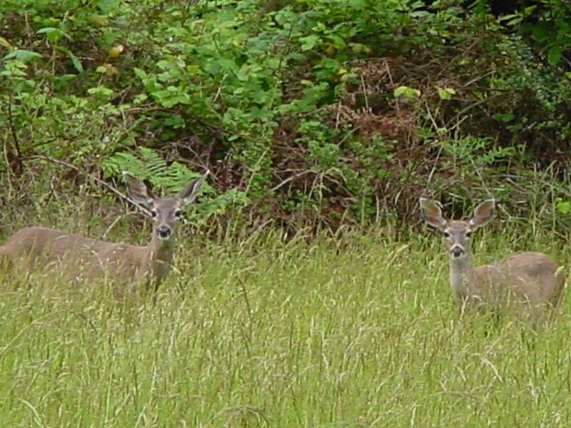 deer1655-by David C Long.jpg