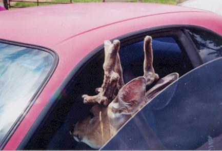 deer looking into my car-by Denise McQuillen.jpg