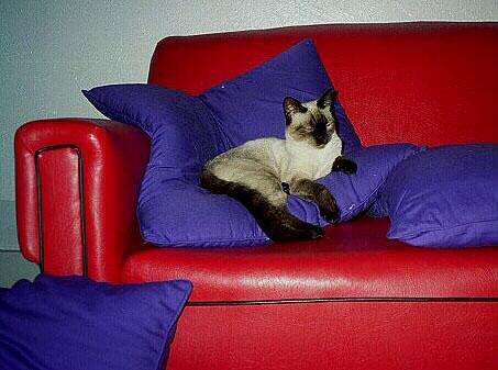 diva4-Siamese House Cat-by julietta666.jpg