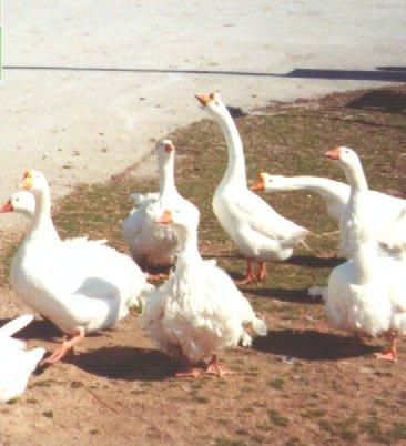 domgeese-Domestic Goose-geese flock-by Dan Cowell.jpg