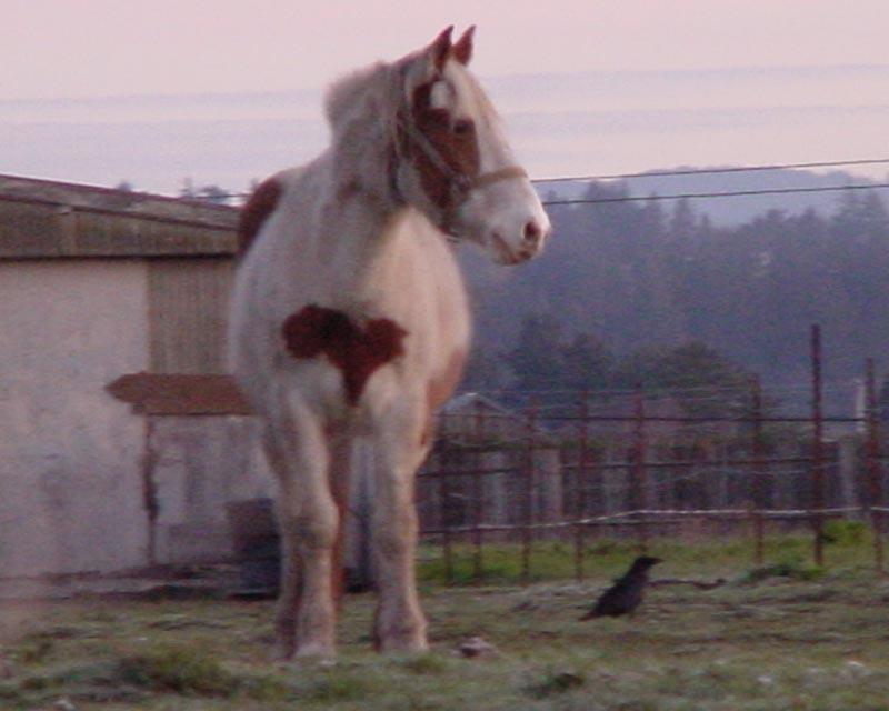 friends-Horse and Bird-by David C Long.jpg
