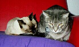 friends10-Siamese and Maine Coon House Cats-by julietta666.jpg