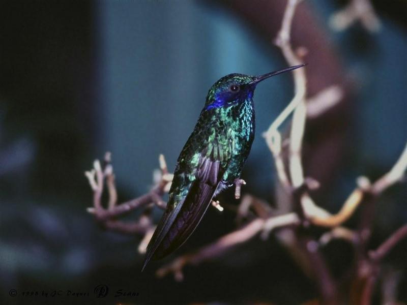 humbr1vl-Hummingbird-perching on branch.jpg