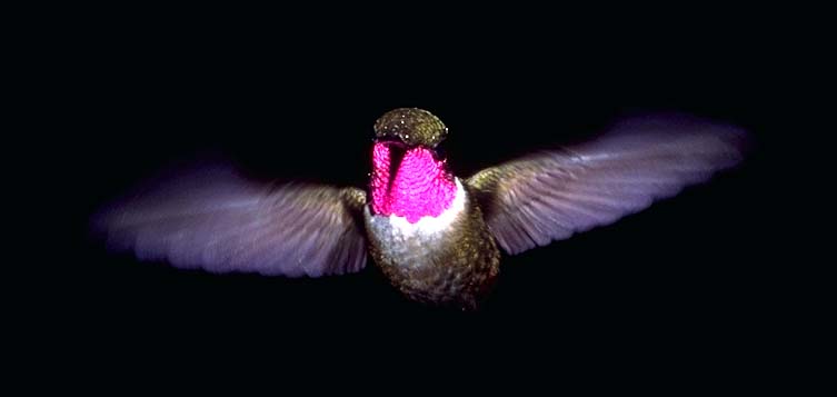 hummingbird-43.jpg