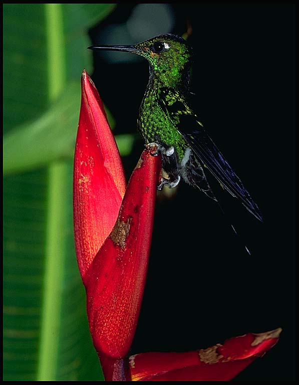 hummingbird-flower.jpg