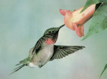 hummingbird01.jpg